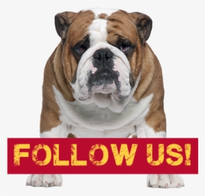 Bulldog - " - Bulldog Front #2850406