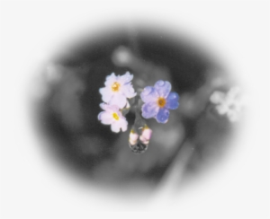 Forget Me Not - Forget Me Not Farms #2850468