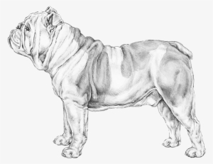 English Bulldog - Bulldog #2850503