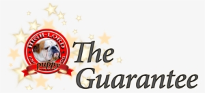 Health Guarantee For Our English Bulldogs - Australian Bulldog #2850628