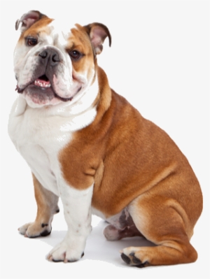 Owning A Bulldog Is An Incredibly Rewarding Experience, - Barkbox Dog Toys #2850653