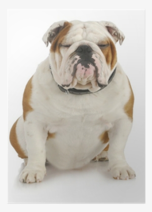 Bulldog #2850681