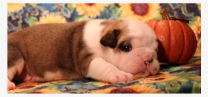 "orion" Reserved By Suzette G - Olde English Bulldogge #2850871