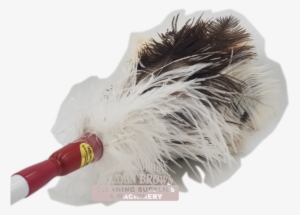 D3 Fd Feather Duster Ostrich Genuine C - Feather Duster #2850875