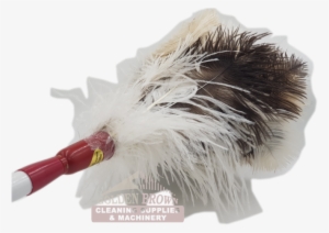 D3 Fd Feather Duster Ostrich Genuine C - Feather Duster #2850940