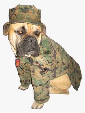 Gunny Monster Gunny Monster Gunny Monster Gunny Monster - Dog Marine Uniform #2851009