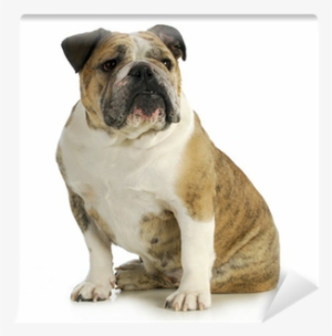 Bulldog #2851026