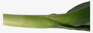 Leek Png Image - Portable Network Graphics #2853001 Leek Png Image - Portable Network Graphics #2853001
