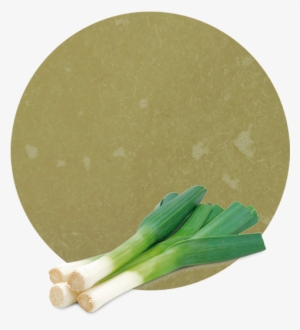 We Always Find The Best Logistic Solutions For Our - Welsh Onion #2853047