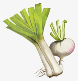 Protein - Arugula #2853745