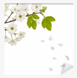 Cherry Tree Flowers And Falling Petals Wall Mural • - Petalas De Flores Caindo #2854950