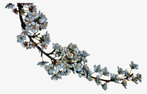 Blossoms Png #2855066