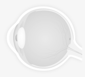 Ojo - Ojo Anatomia Png #2855602