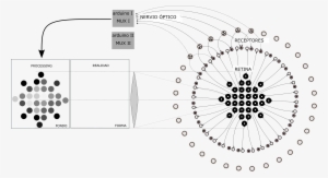 Esquema Ojo Barnamini - Vector Graphics #2855700