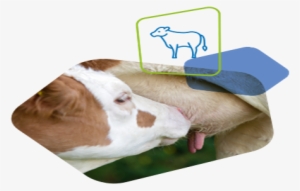 Sucker - Companion Dog #2855787