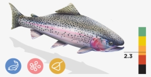 Eagle Lake Rainbow Trout #2856296