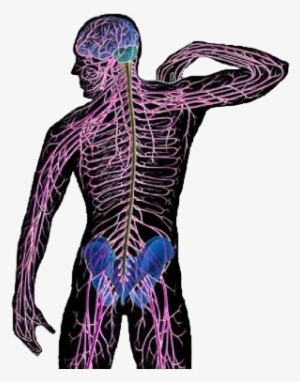 Nervous - Nervous System #2856339