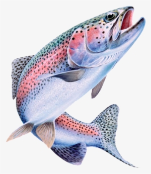 Gandaki Trout Farm - Rainbow Trout #2856384