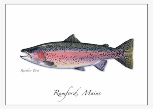 Rainbow Trout - Bony Fishes #2856414
