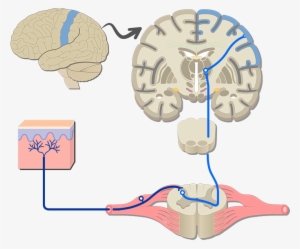 Somatic System #2856439
