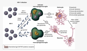 Figure S1 Hiv Infection In The Central Nervous System - Neuron #2856500