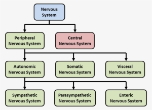 Components Of The Nervous System - Enteric Nervous System Chart #2856541