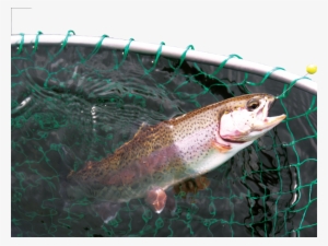 Trout Stockings Will Take Place Across Tennessee In - Coastal Cutthroat Trout #2856542