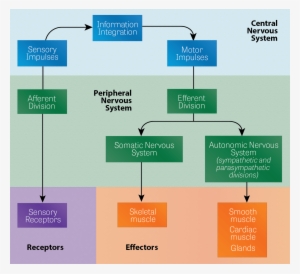 Diagram Of The Cns And Pns - Nervous System #2856567