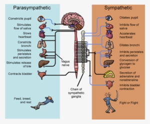 Peripheral Nervous System - Sympathetic Nervous System Fight Or Flight #2856586