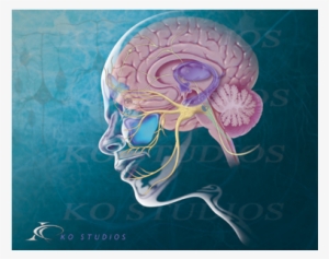 Limbic System - Illustration #2856588