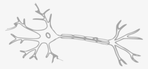 Neuron Central Nervous System Nerve Cell - Multiple Sclerosis Biomarkers Neurofilament #2856616 Neuron Central Nervous System Nerve Cell - Multiple Sclerosis Biomarkers Neurofilament #2856616
