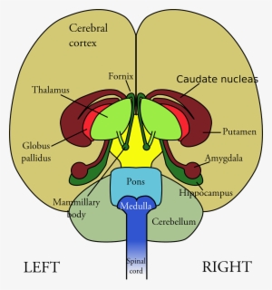 The Nerves And The Nervous System - Brain Frontal View Labeled #2856631