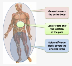 Nerve Blocks #2856715