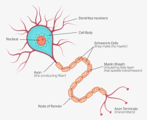 Illustration Of A Neuron, With The Following Components - Human Brain Neuron Diagram #2856735