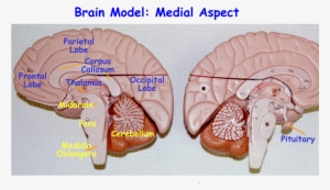 Edu Mweis Images Models 2401models Nervous - Cerebral Cortex On Brain Model #2856761