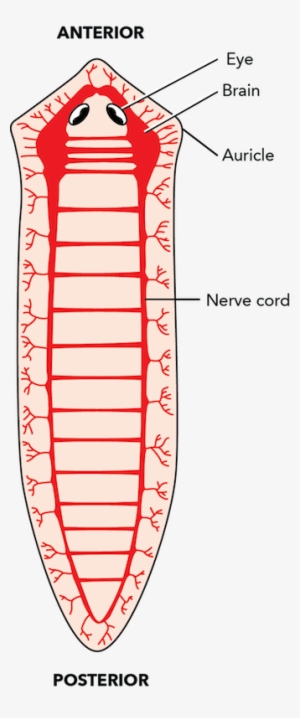 </strong> Nervous System #2856762