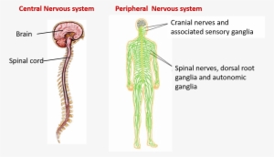 Central And Peripheral Nervous System - Brain And Spinal Cord #2856764