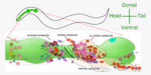 Although There Are Several Methods To Monitor Neural - 線 虫 感覚 神経 #2856787