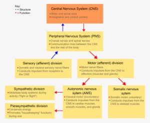 Nssystem - Difference Between Autonomic And Somatic #2856789