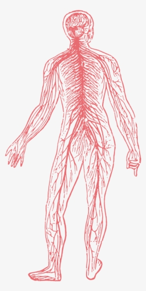 Nervous System - Vintage Nervous System #2856924