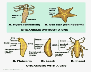 Evolution Of Nervous System Image-1 - Nervous System #2856946