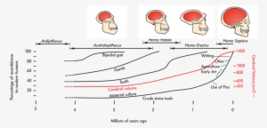 Changes In Cerebral Volume Across Evolution From Ardipithecus - Nervous System Of Mammals #2856972