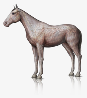 The Neurological System Represents One Of The Communication - Horse #2856975
