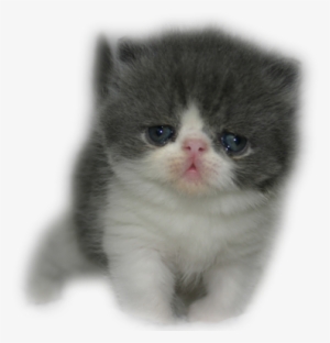 Cider's Haven Cattery - Purebred Persian Kitten #2858413