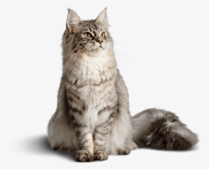 Weight Management Formula For Adult Cats - Diamond Care Weight Management Cat #2858444