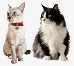 Cat Care Services In Illinois - Ração Sabor E Vida Gatos Carne E Fígado - 3kg #2858464