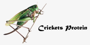 Bugs [book] #2858643