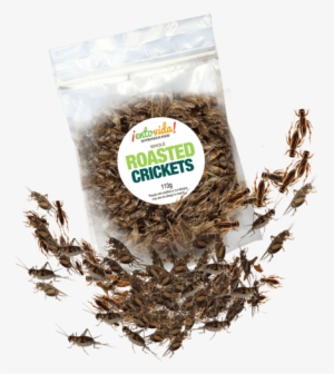 Edible Roasted Crickets - Crickets Roasted #2858648