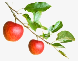 Answers To Anorexia: A Breakthrough Nutritional Treatment #2858904