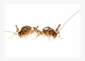 Food Supply Not 'live Fast, Die Young' Mentality Makes - Membrane-winged Insect #2858964